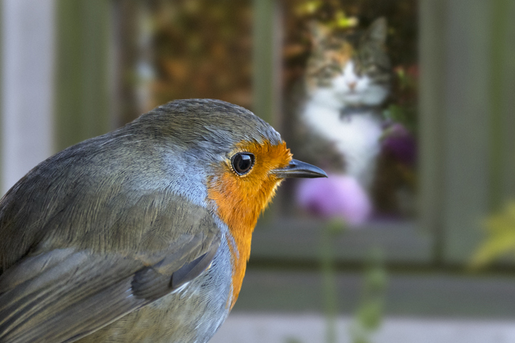 Empêcher les oiseaux de percuter vos fenêtres.